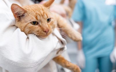 Guía completa sobre el cuidado de gatos con leucemia
