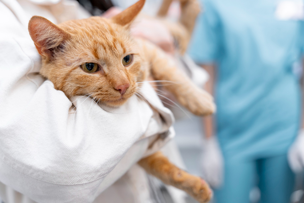 Guía completa sobre el cuidado de gatos con leucemia