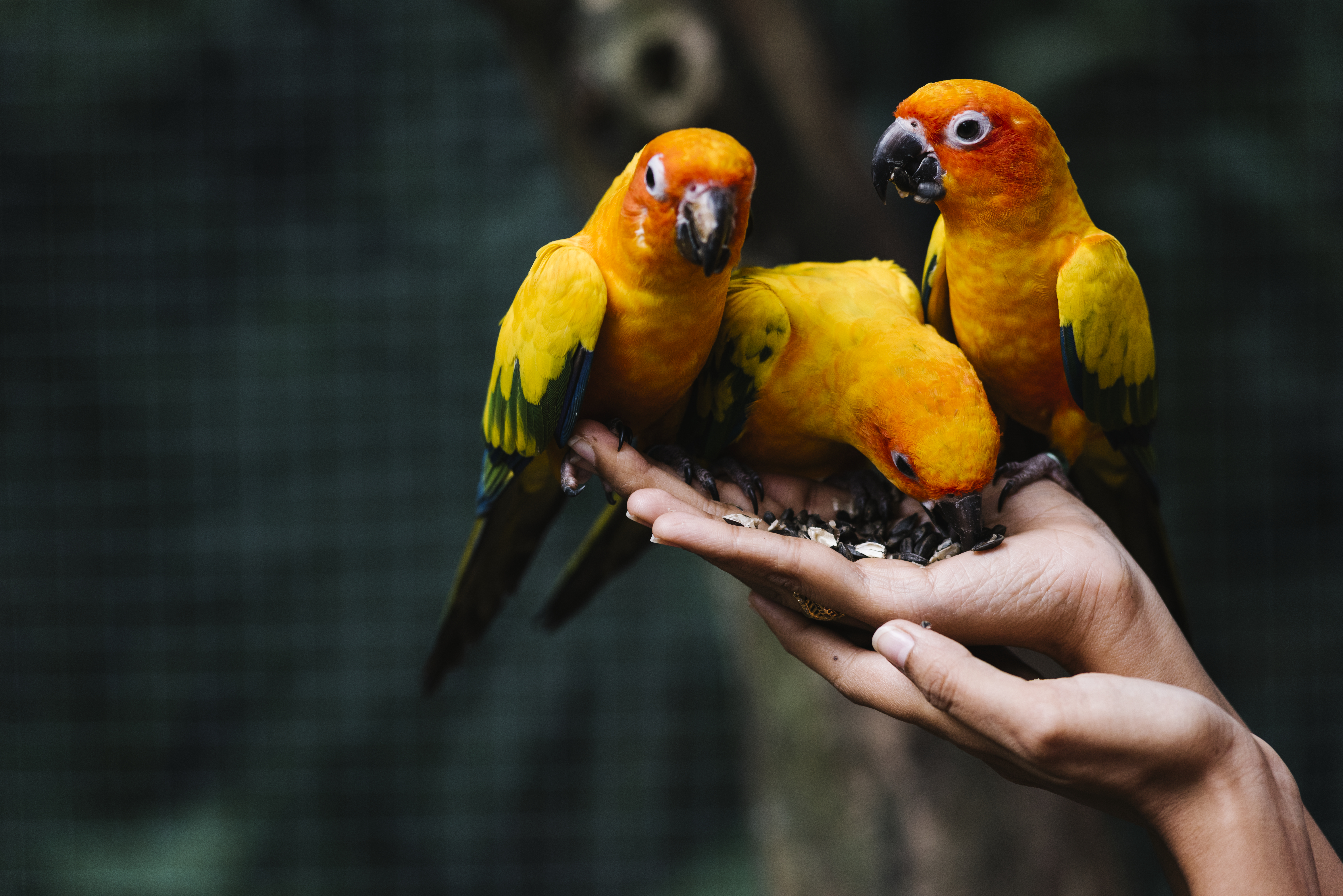 Aves exóticas como mascotas: Descubre la belleza y cautivadora compañía de estas aves únicas”