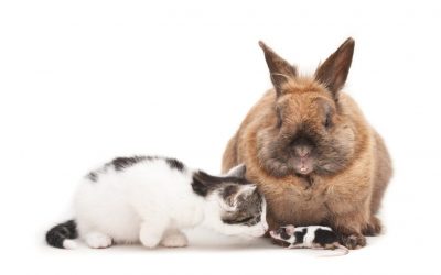¿Cómo Introducir un Conejo en un Hogar con Otros Animales?