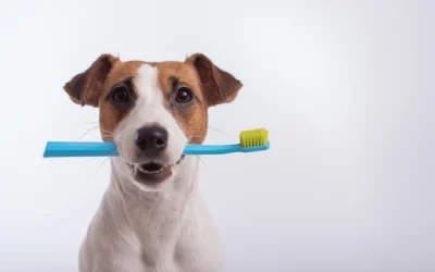 Higiene dental canina